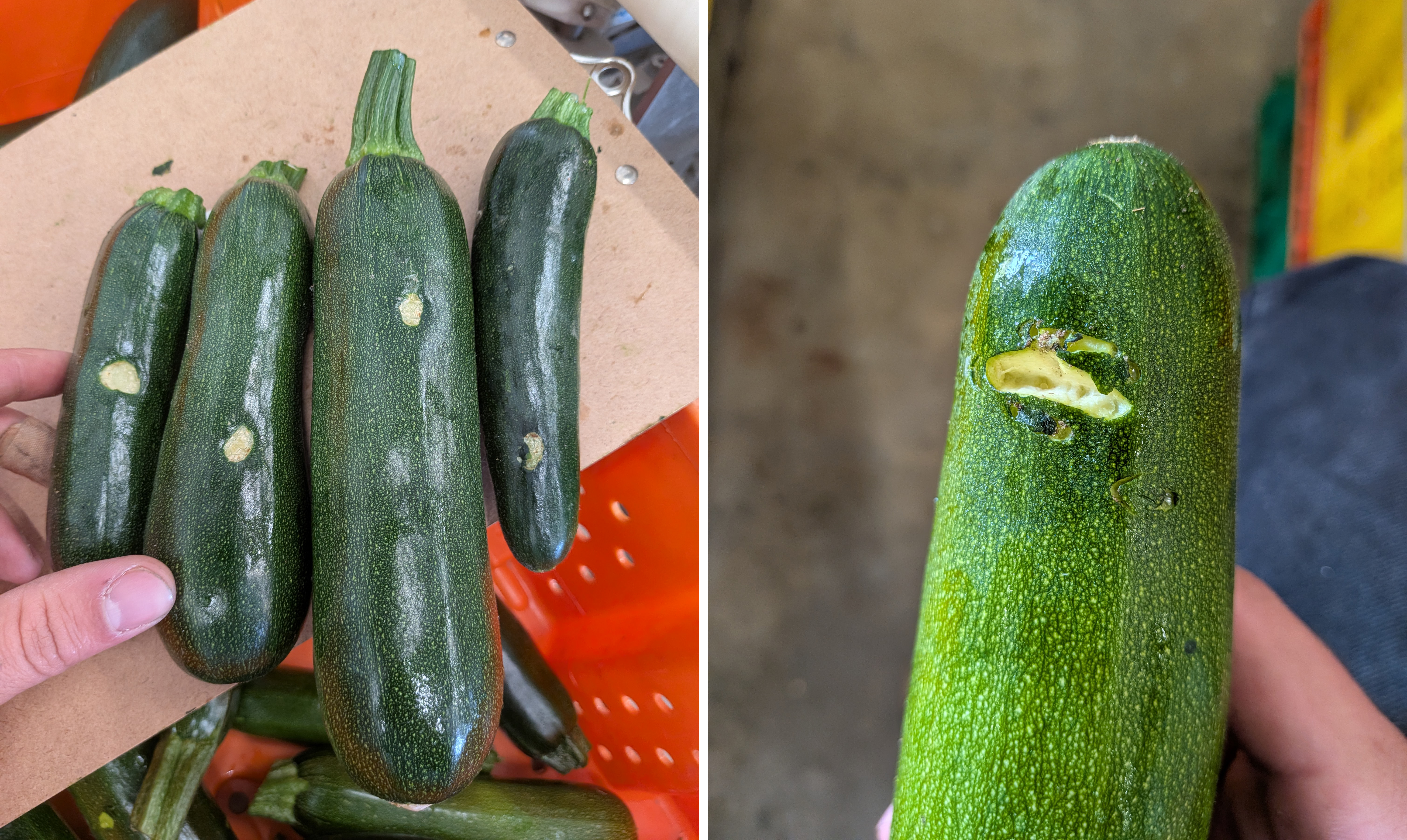 Zucchini with peck marks on them.
